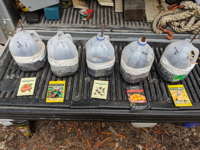 A few of the seedlings I got started today
