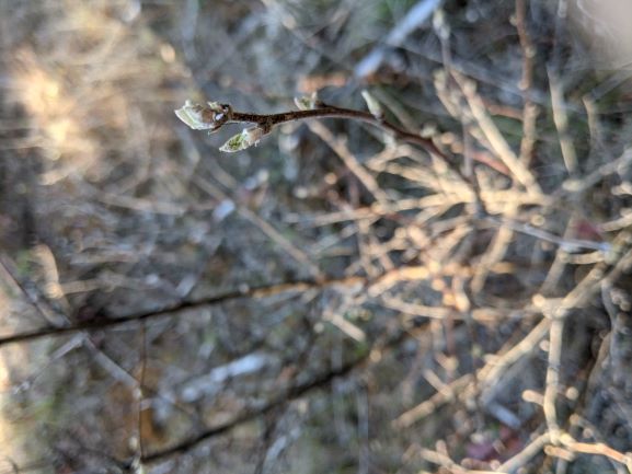 Ninebark is budding