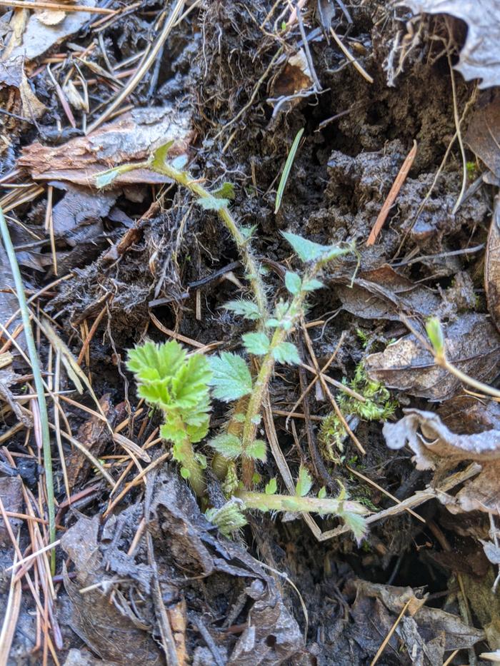 What am I? 