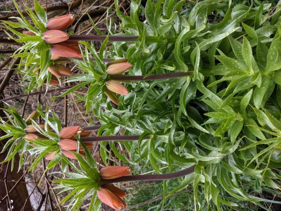 Frittilaria imperialis
