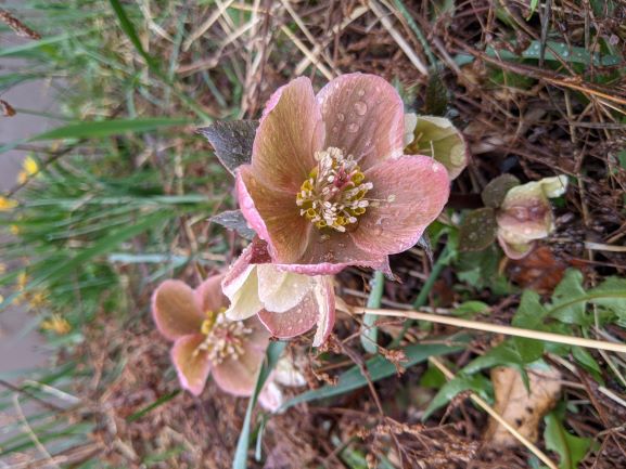 Helleborus