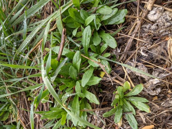 Pennycress