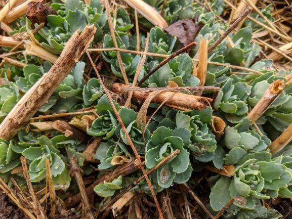 Sedum