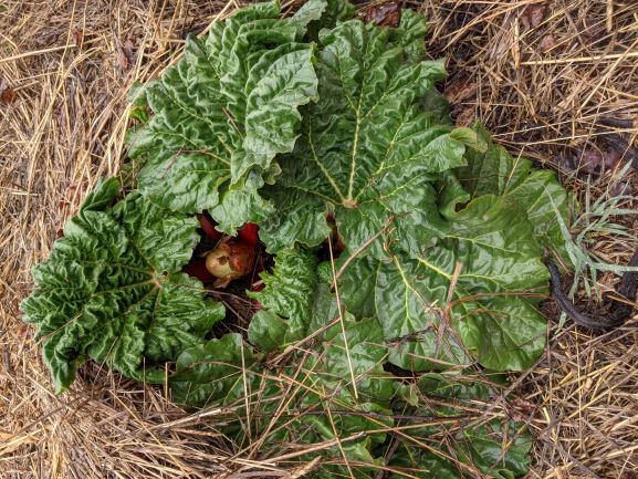 Rhubarb
