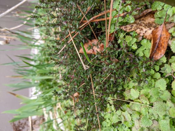 Creeping Thyme
