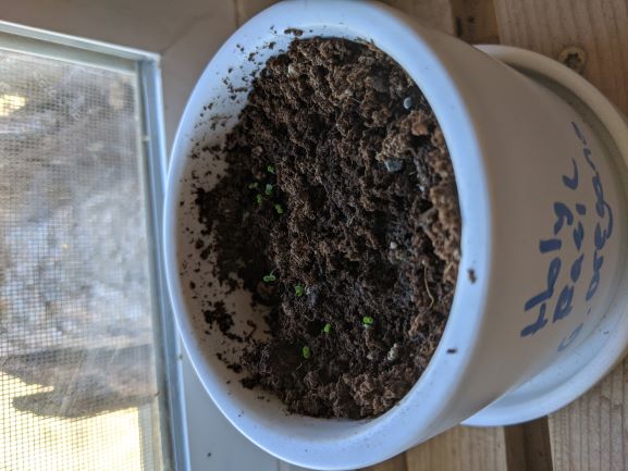 Holy Basil still coming up strong