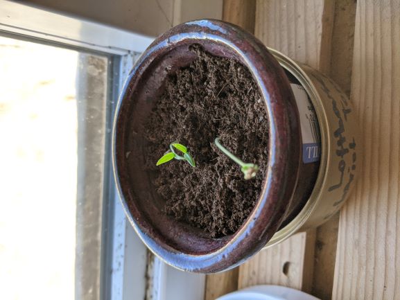 These guys are strong growers!