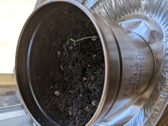 This seed has been slightly disappointing.. c'mon Matt, get your seeds together.