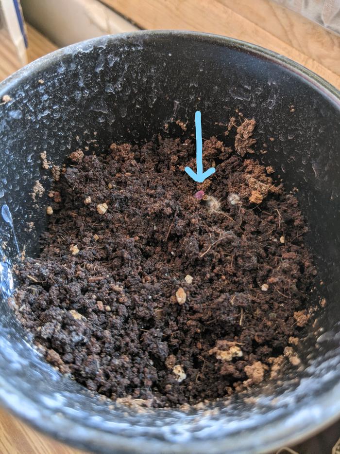 It's there.. I swear. This is a 'basil trio' seed packet. I imagine this is gonna be purple basil.. 
