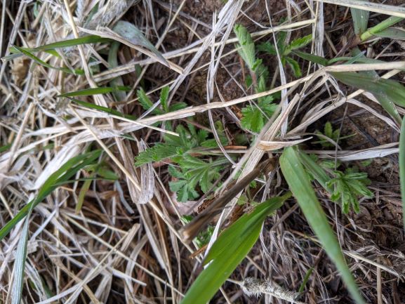 Cinquefoil on the hus