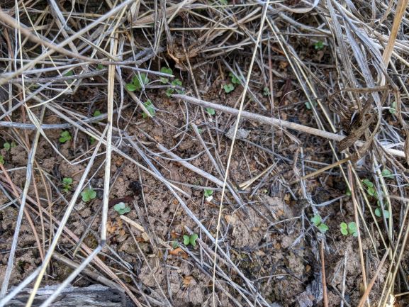 Brassica bebes