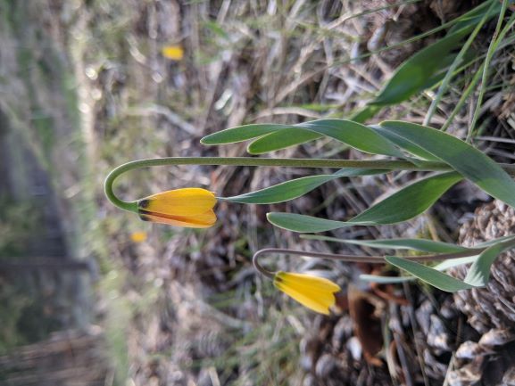 Yellow fritillary