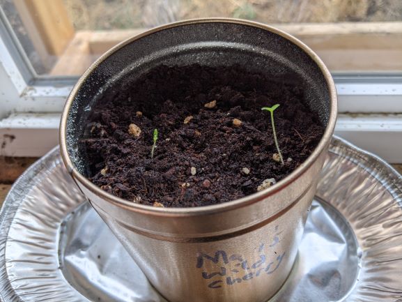 Matt's Wild Cherry got another sprout today too. Woot! Keep 'em comin.