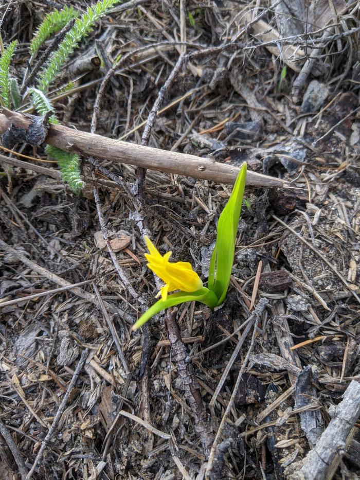 Glacier Lily comin' up