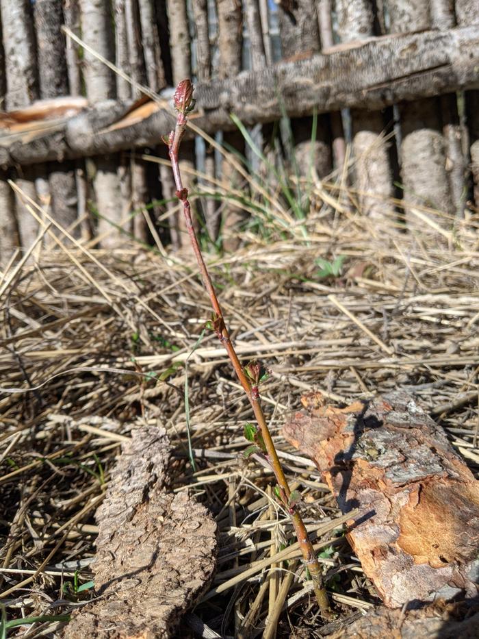 Found an ash tree on my garden patch