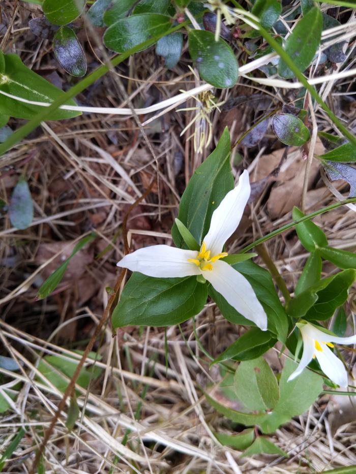 Trillium