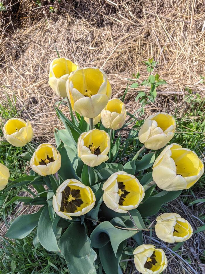 Tulips are all going crazy now