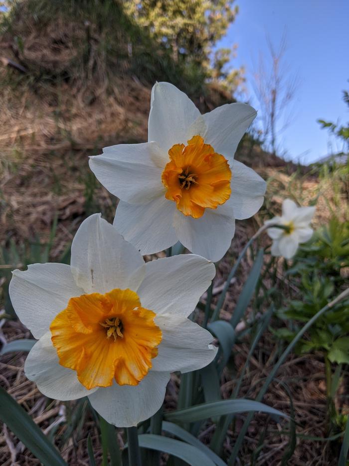 Different variety of daffodil