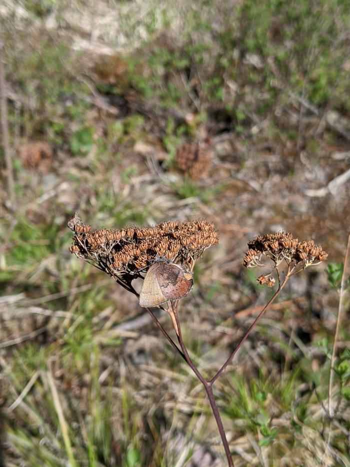 Tiny butterfly