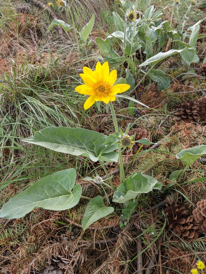 Sunflower 