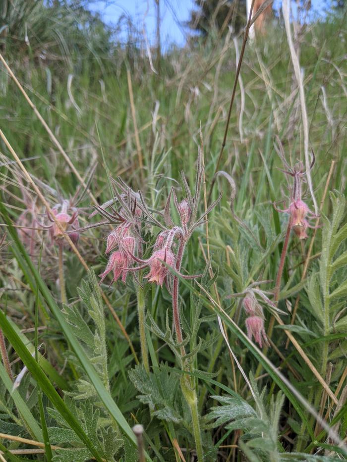 Prairie smoke is starting to bloom
