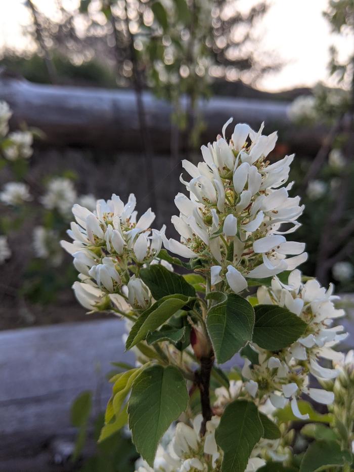 Saskatoon flowers are lovely!