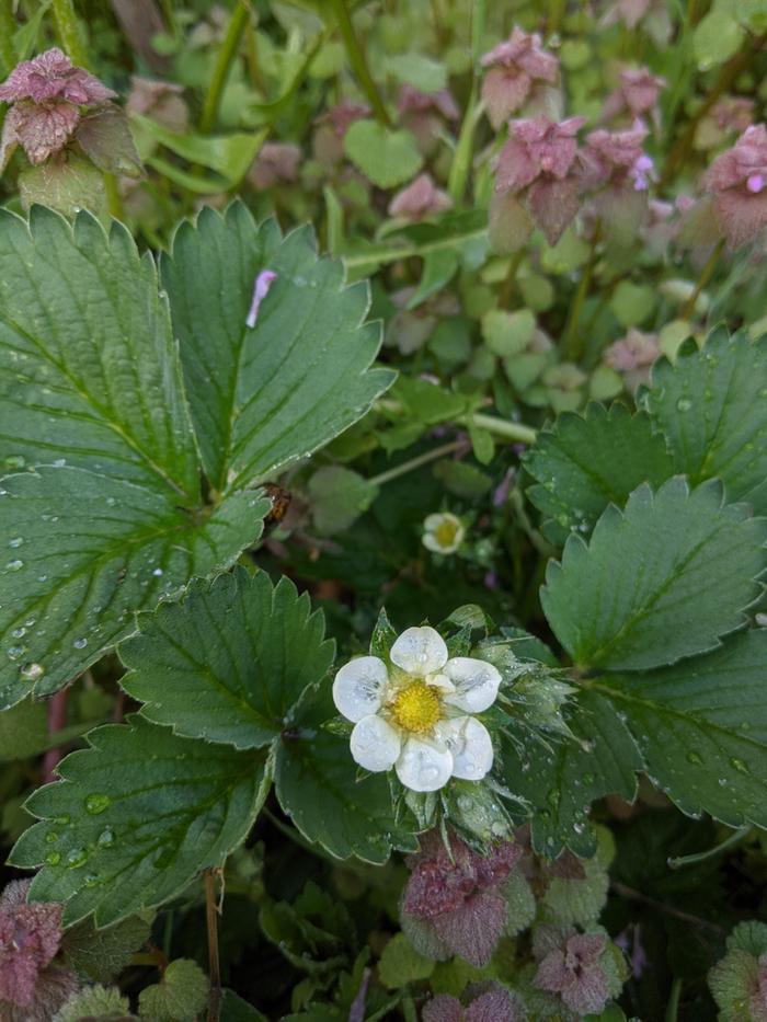 Tiny strawberry flowers