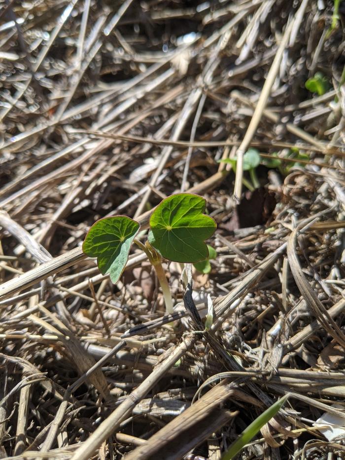 Tiny bear paws! (Nasturtium)