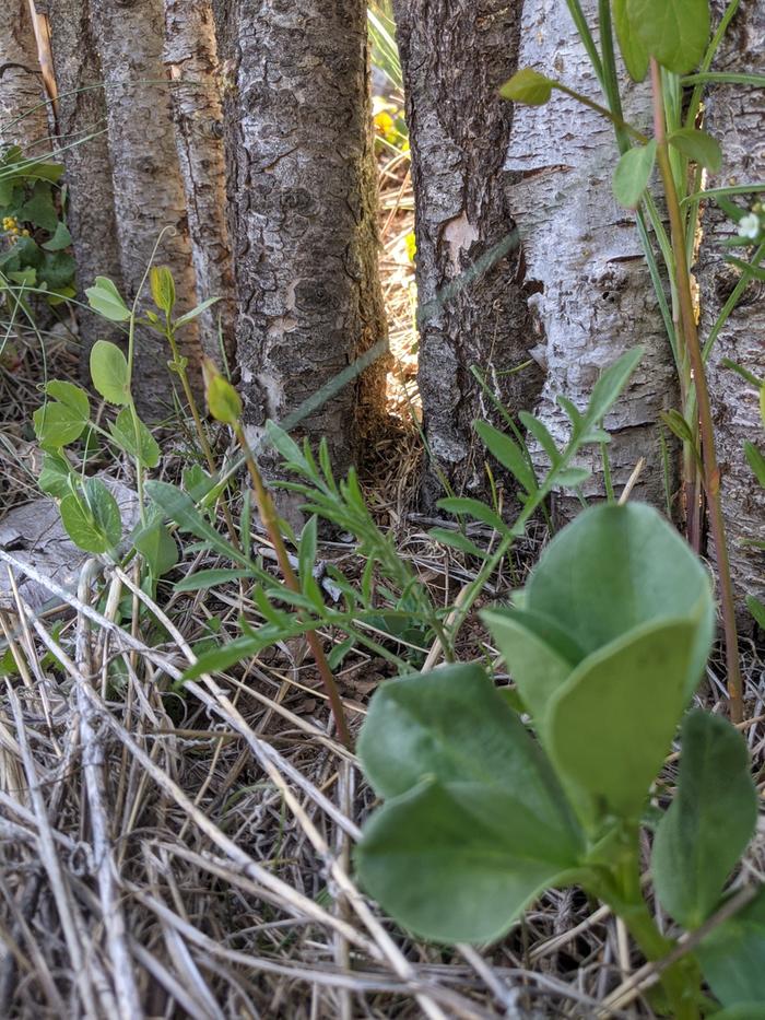 Fava in the foreground, then knapweed (ugh), then pea in the background