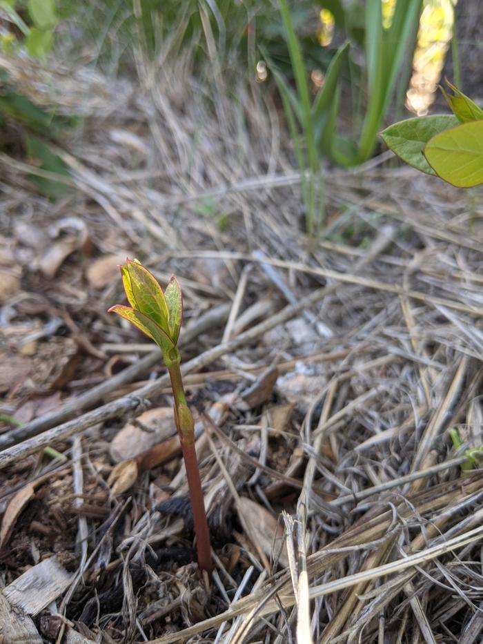 Dogbane