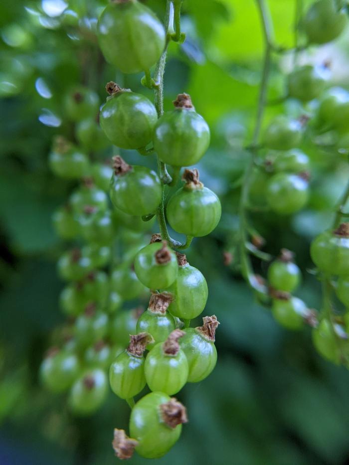 So many little fruits!