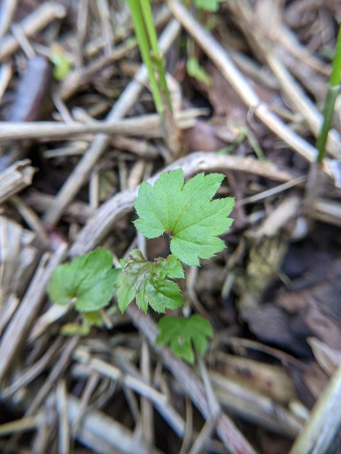 Possibly currant sprouts? These are under mama currant