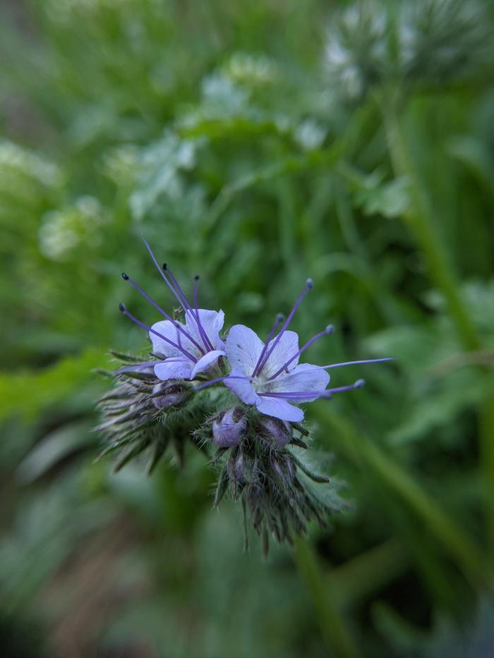 Lacy Phacelia? Look at those filaments and anthers! Hubba hubba.