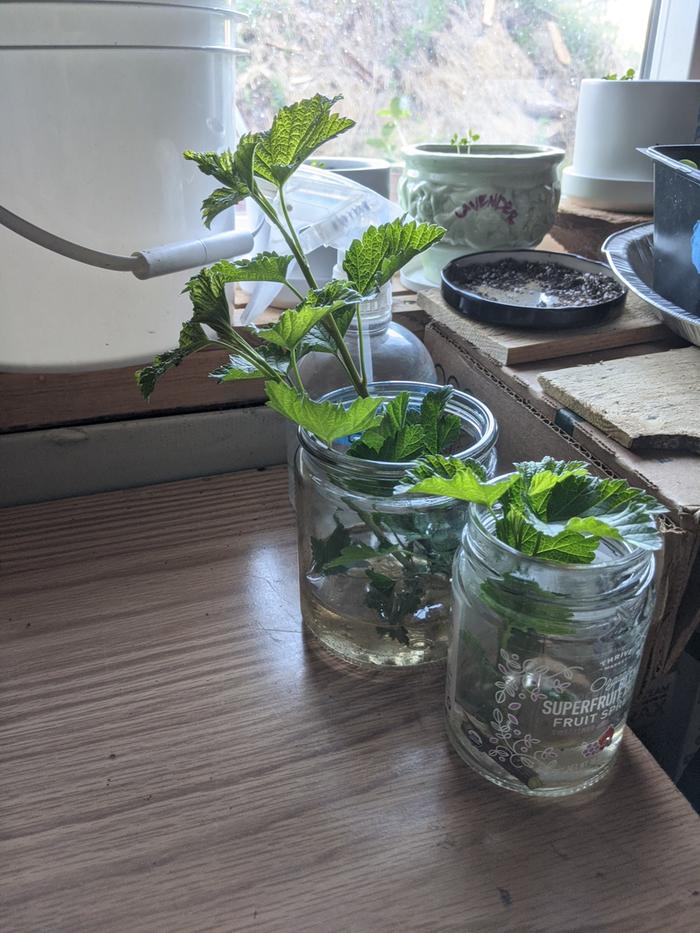 A couple currant cuttings currently :)