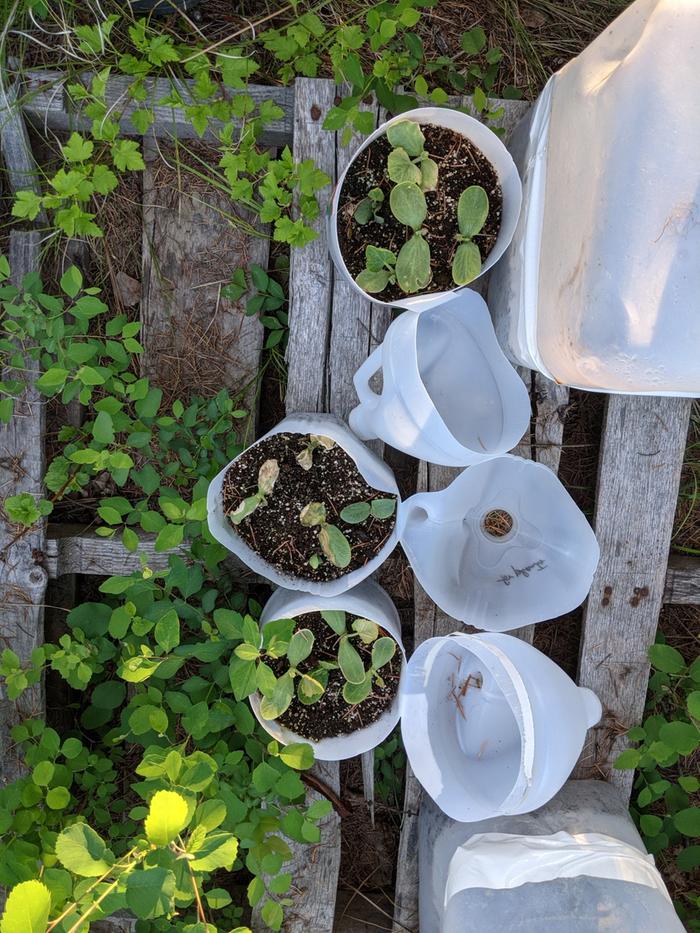 My hungry fiend hasn't found my mini greenhouses yet - moschata are getting so ready to go in the ground