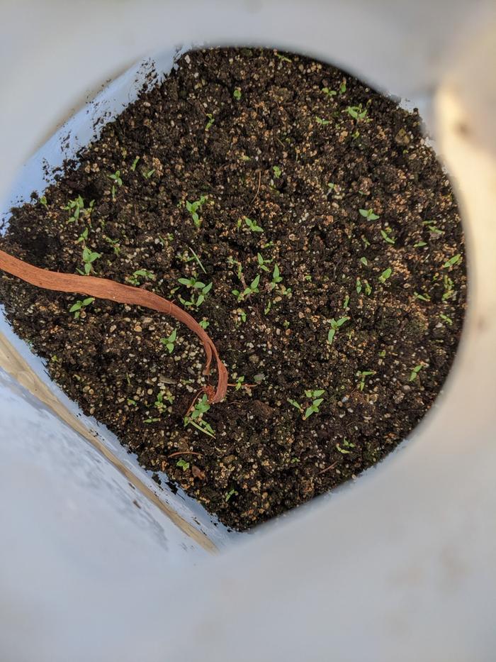 Ground/husk cherries are finally getting in their groove