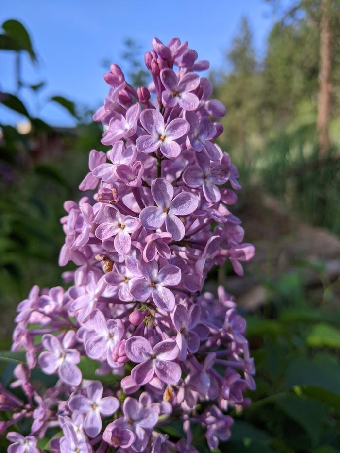 Lilac at the Red Cabin is in full bloom - smells heavenly