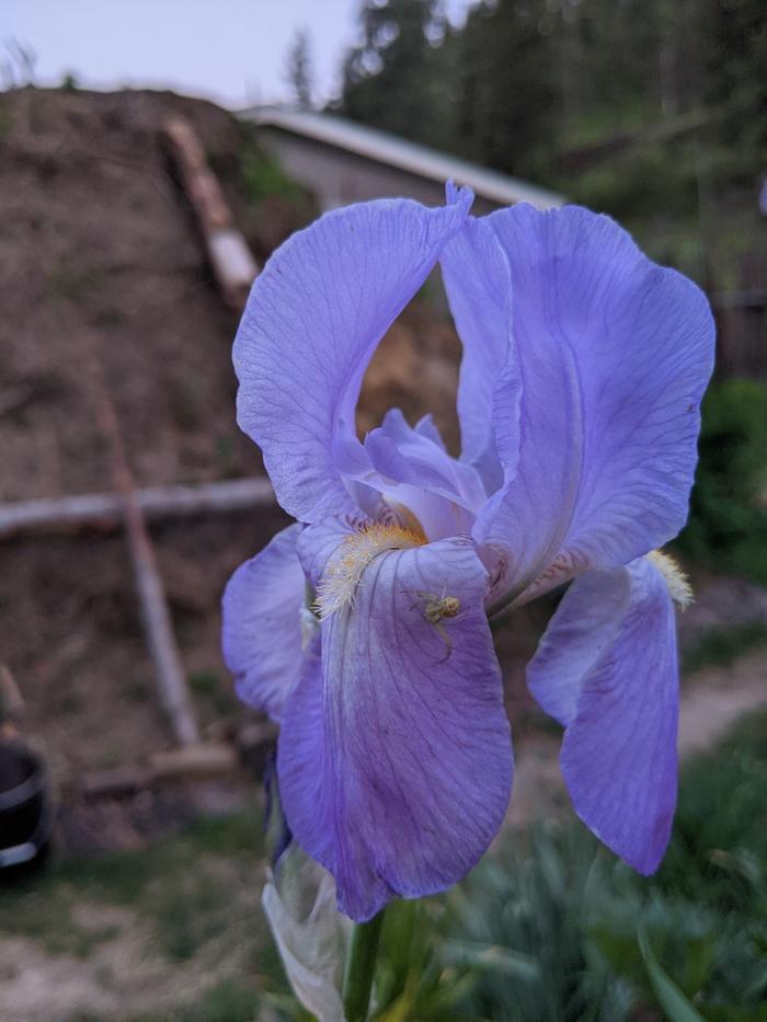 Took a picture of this iris on Erica's patch without realizing there's a spider sitting on it too
