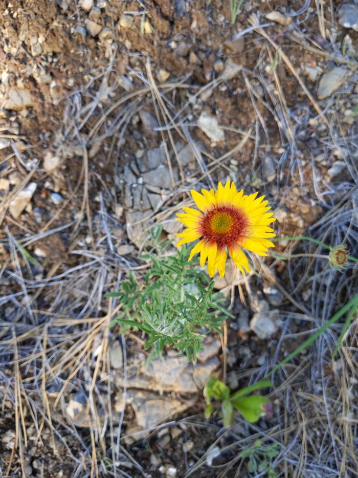 Red domed blanket flower