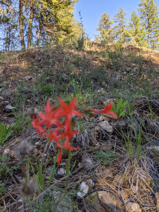Gilia