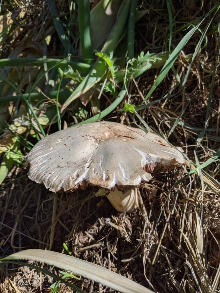 Found this guy growing on Kyle's patch in the Garden when we took a break this morning