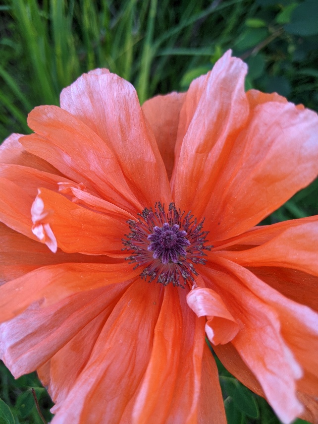 Found this beautiful poppy on the plot tonight