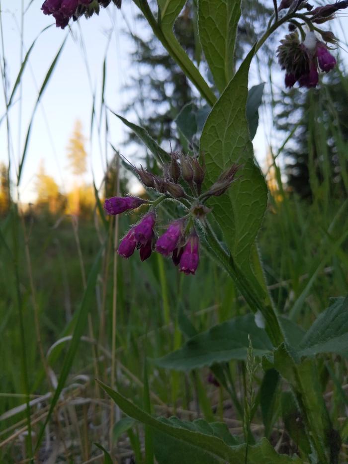 Sad comfrey making a last ditch effort