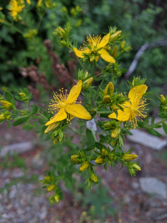 St John's Wort
