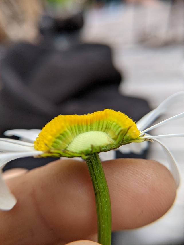 So many disk flowers! 
