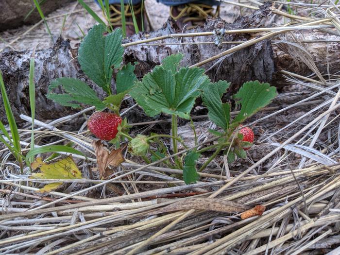 Strawberries
