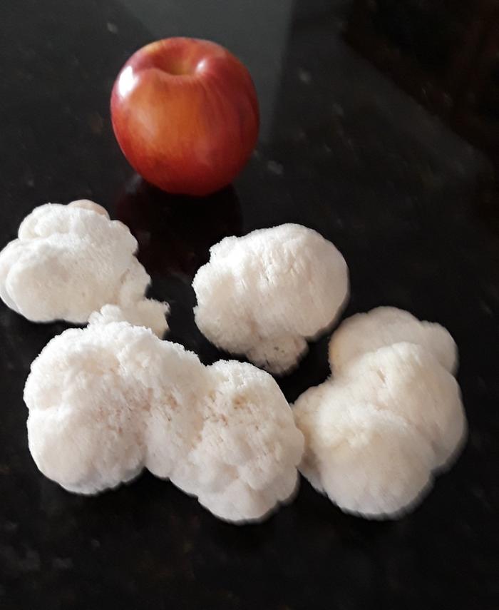 Lion's Mane harvested for dinner on Friday.