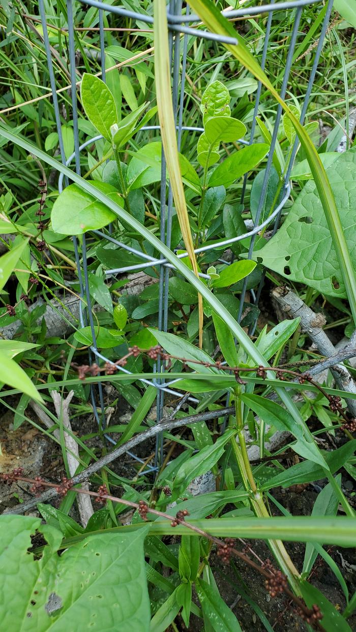 Tough and healthy young pineapple guava