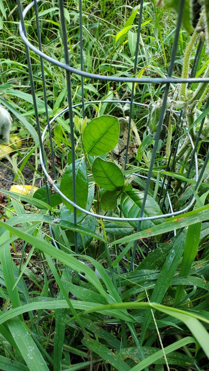 Young pineapple guavas growing with wild plants