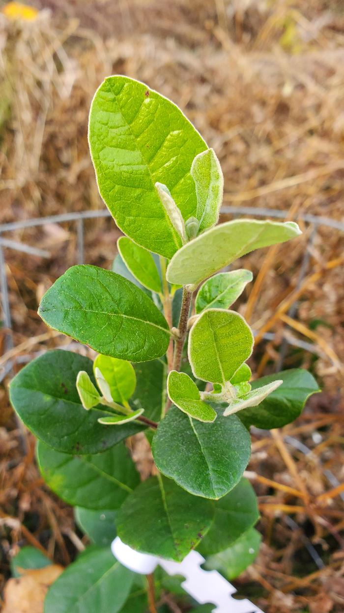 Pineapple guava still green in winter